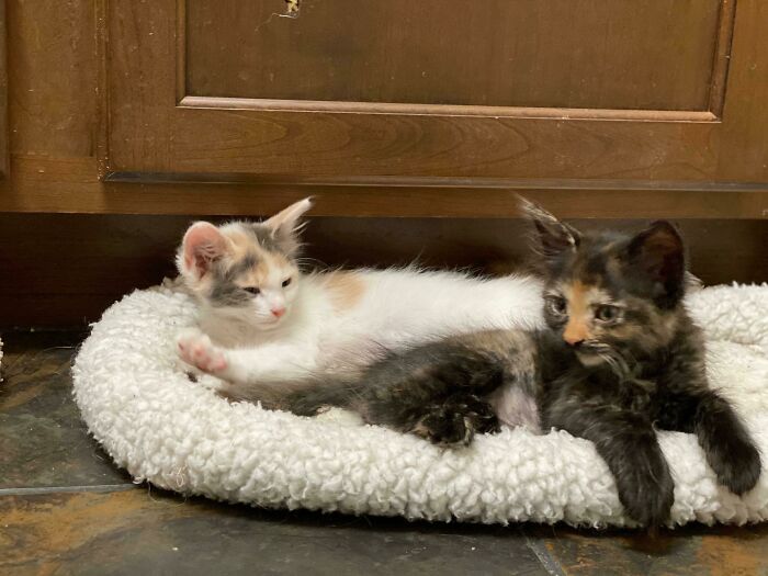 Babies We Rescued And Their First Day Home