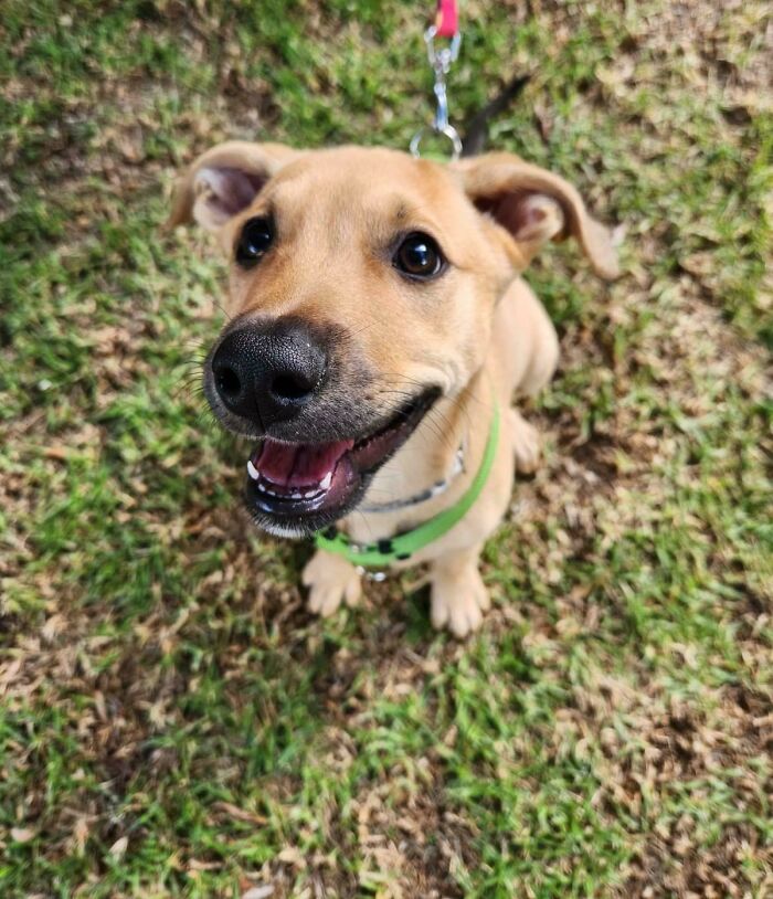 Rescued A Puppy, Was Going To Foster. Didn't Work Out That Way. Now We Have A Puppy