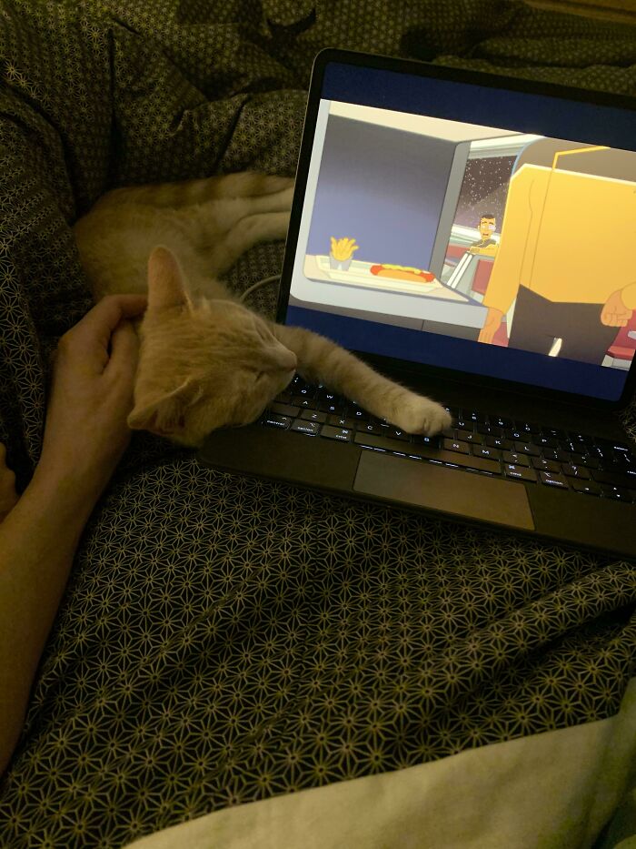 My Redneck Neighbors Abandoned This Adorable Kitten. I’ve Never Been A Cat Person Until 4 Days Ago. I Get It Now