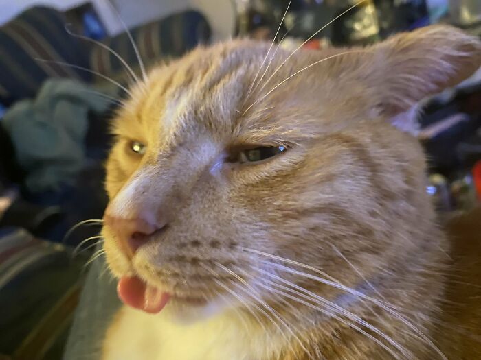 Say Hey To The Idiot That Adopted Me