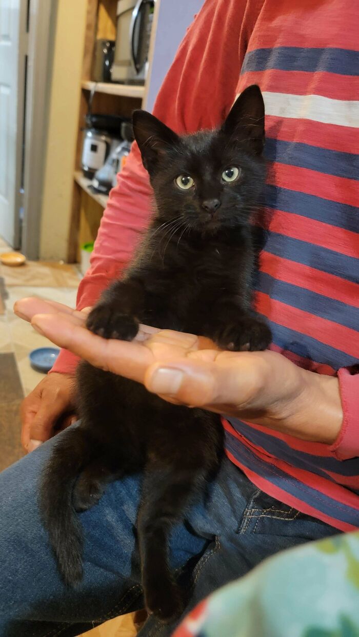 Just Adopted This Cutie