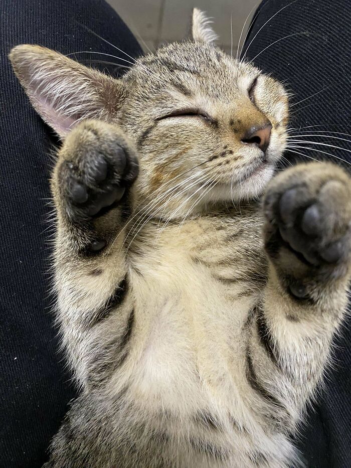 A Colleague Rescued Her After A Heavy Rain, And I Decided To Adopt Her As My First Cat 3 Weeks Ago. This Is How She Looks Now. Her Name Is Stormy