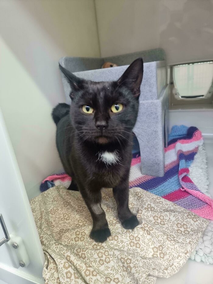 Lost My Void Of 17 Years A Few Weeks Ago, Adopted This Little Lady Today 🫶