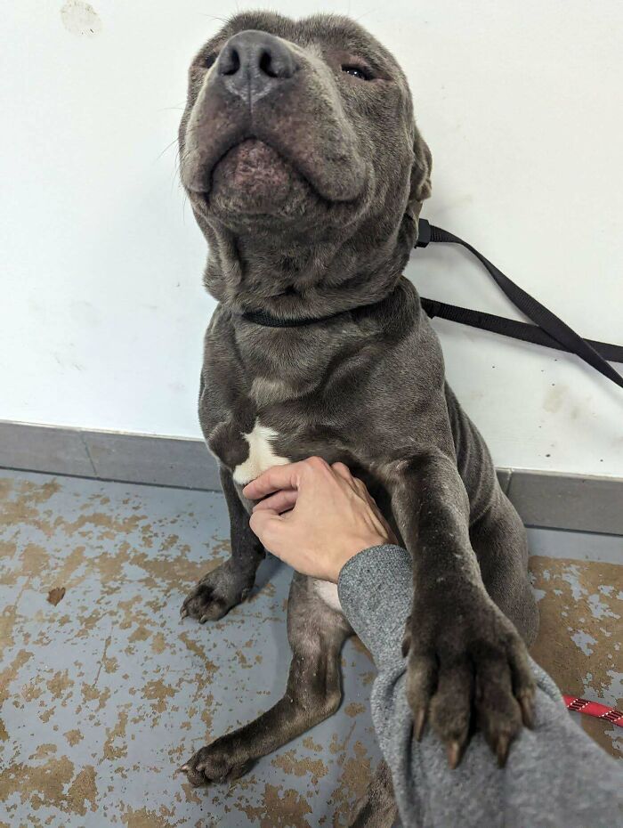 We Adopted Velvet Hippo #2 On Saturday. He's Staying At A Pound And It's Breaking My Heart He Isn't Going To Be Delivered By The Rescue Until Wednesday. Wimpyboi Was Shaking Like Crazy When We Met Him And After 15 Minutes He Was Upset When I Stopped Belly Rubs