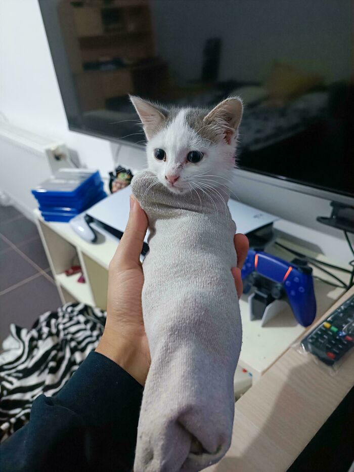 I Adopted This Cute Little Baby Girl From A Shelter Yesterday