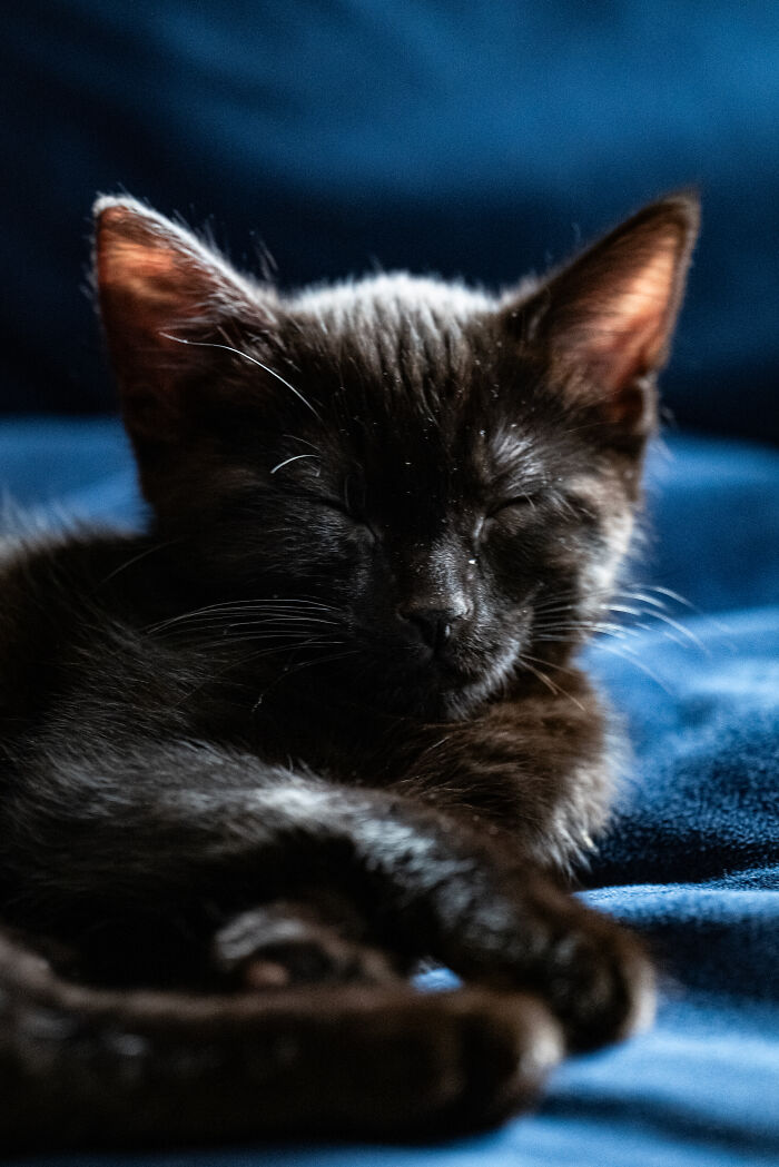 This Weekend I Adopted The Sweetest Little Kitten!