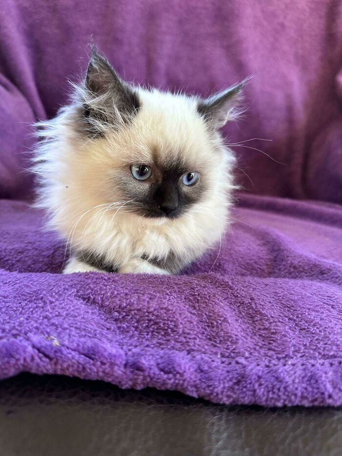 Friend Just Got Adopted This Kitten. What Are Some Names For This Little Man?