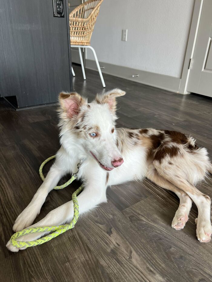 I Just Adopted A Bc Puppy!