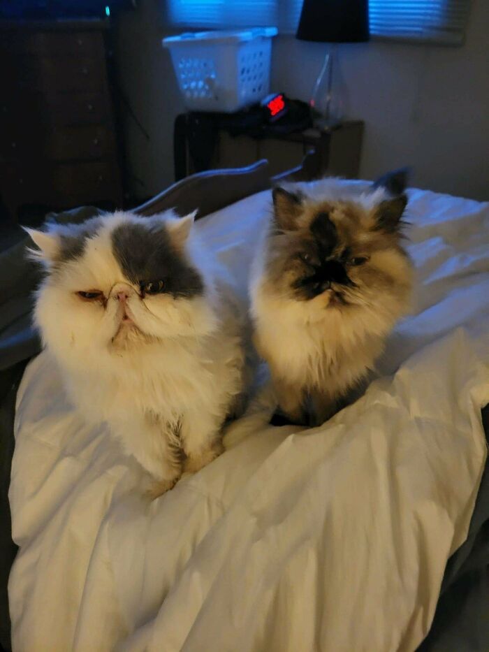 I Just Adopted These Sweet Babies! 17 And 14 Years Young!