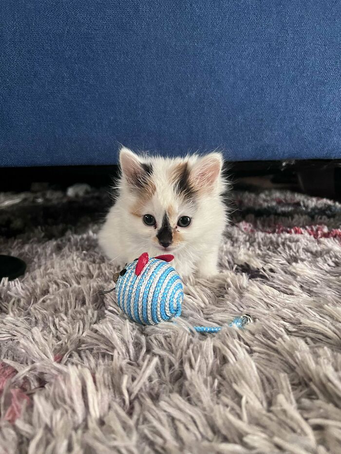 My First Adopted Cat Millie