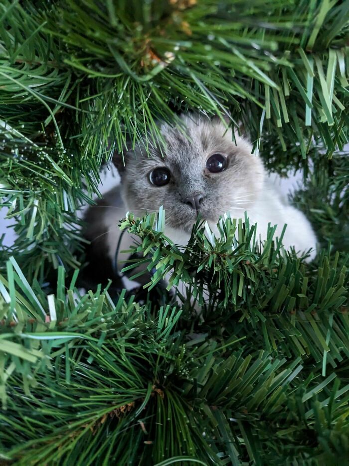 First Christmas... She Thinks She Is An Ornament!