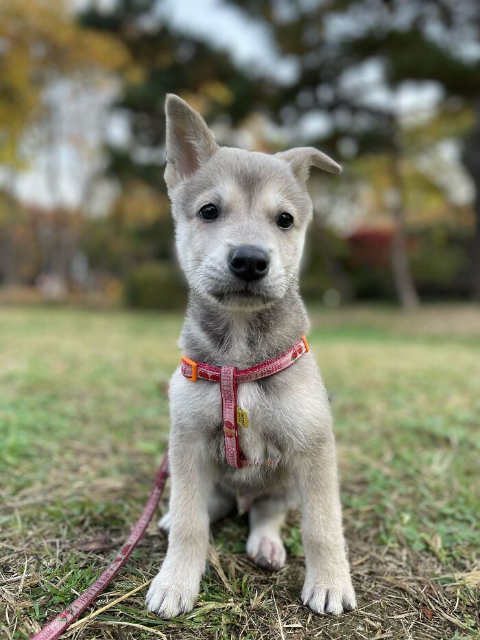 Friend Rescued What I Believe To Be A Hunting Dog…