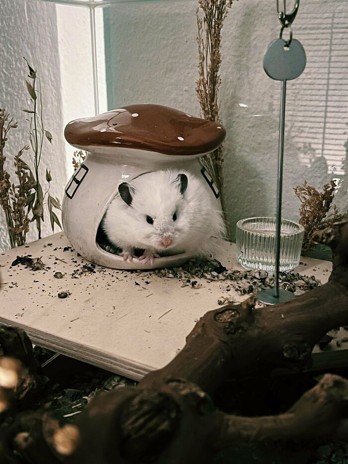 The 😠-Face On My New Rescue Ham