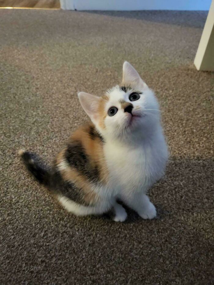 I Rescued This Calico Baby And Can’t Imagine My Life Without Her Now🥰