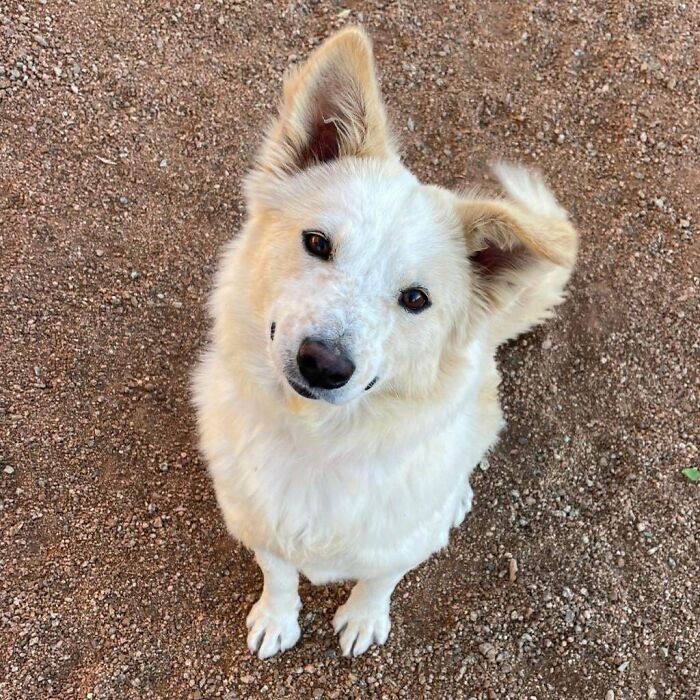 Sugar, My Recently Adopted Aussie Mix