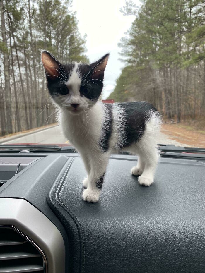 Adoption Day For Daisy