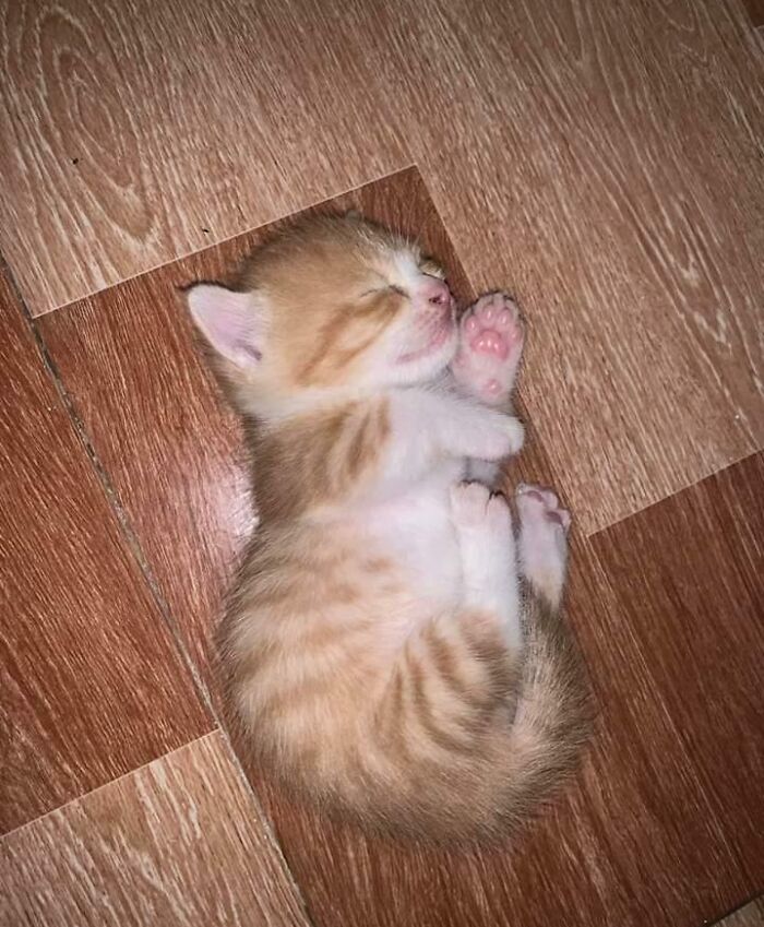 This Is The Kitten I Just Adopted