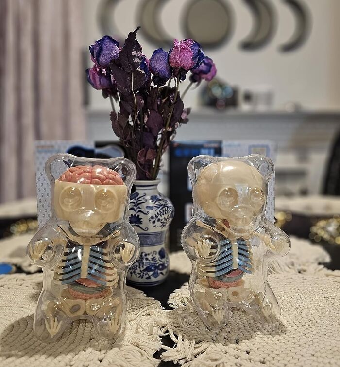 Clear anatomical bear figures on a table, adding a humorous touch to decor.