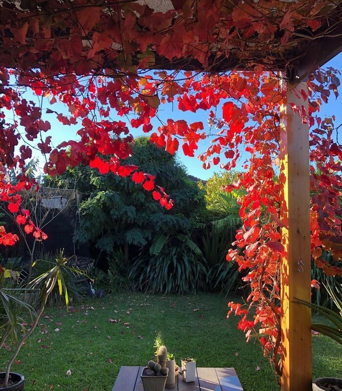 Backyard ideas featuring red leaved vines climbing a wooden pergola with lush greenery and grass in the outdoors.