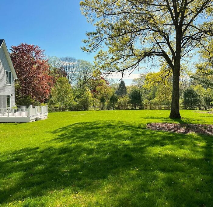 Massive backyard with a big tree providing shade, showcasing a peaceful and chic outdoor space for backyard ideas.
