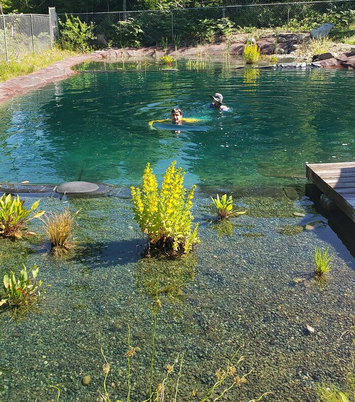Natural swimming pool in a backyard with swimmers enjoying a chic outdoor space and surrounding plants.