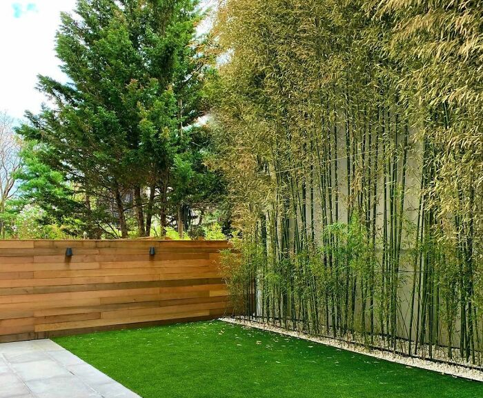 Tall plants in a small backyard creating chic outdoors with a modern wooden fence and green lawn for stylish backyard ideas.