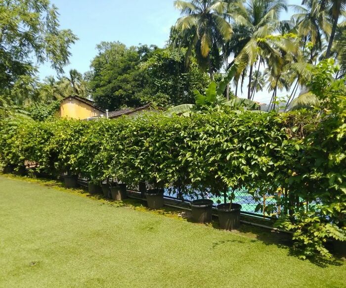 Privacy tree fence in a backyard creating a chic outdoor space with natural greenery and budget-friendly landscaping ideas