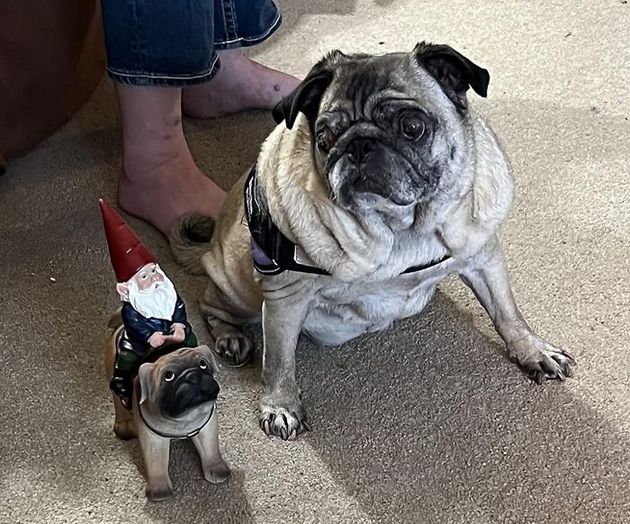 Pug next to a garden gnome riding a pug statue, showcasing funny products for 2024.