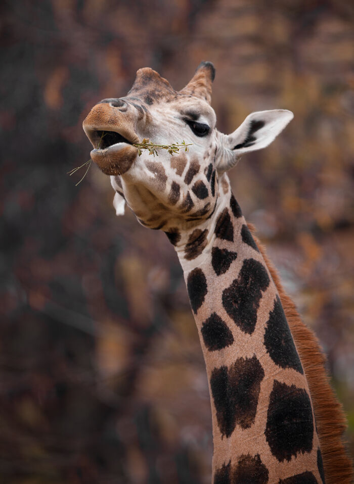Sad News From The Zoo In Skopje