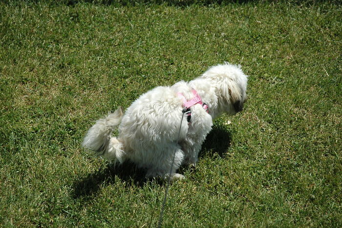 30 Currently Non-Existent Things That Were Part Of Some People's Childhoods, As Shared Online