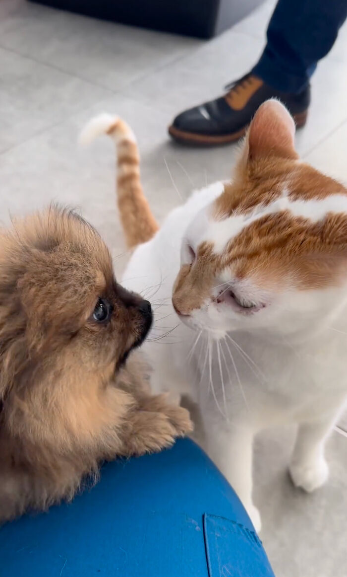 After Vet Rescued Rico As A Kitten, He&rsquo;s Been Paying It Back By Taking Care Of Patients