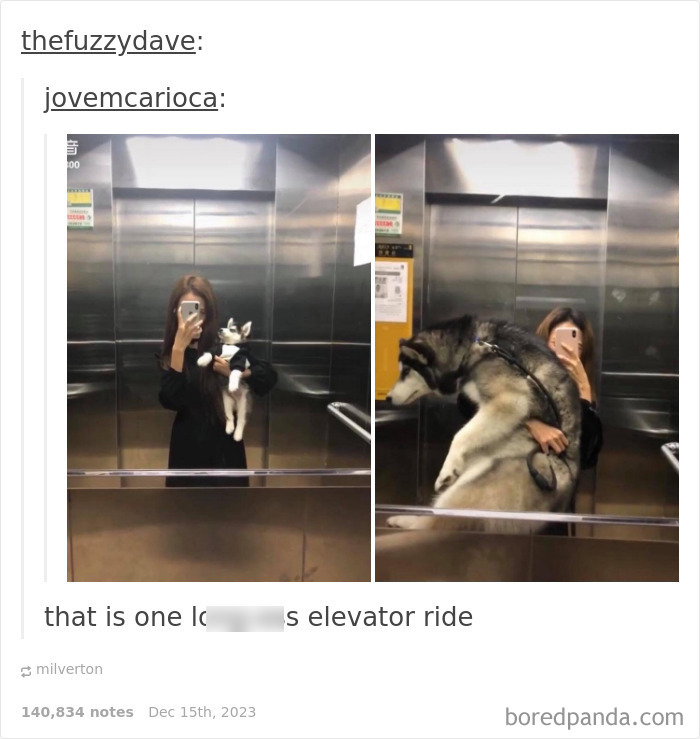 How Tall Is The Building For The Dog To Grow This Much In One Ride?