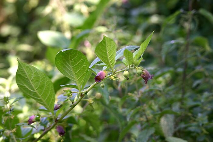 Person Asks “What Is A Random First Aid Or Survival Fact That You Know?”, 50 Folks Deliver