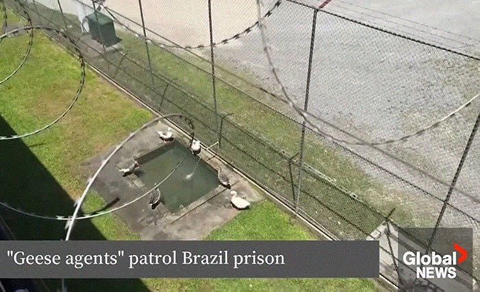 Brazilian Prison Uses Instinctively Protective “Geese Agents” To Ensure Inmates Don’t Escape Brazilian Prison Uses Instinctively Protective “Geese Agents” To Ensure Inmates Don’t Escape
