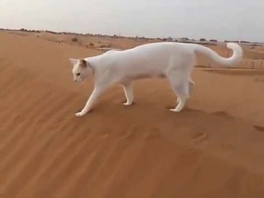 Amazing Cat Registering