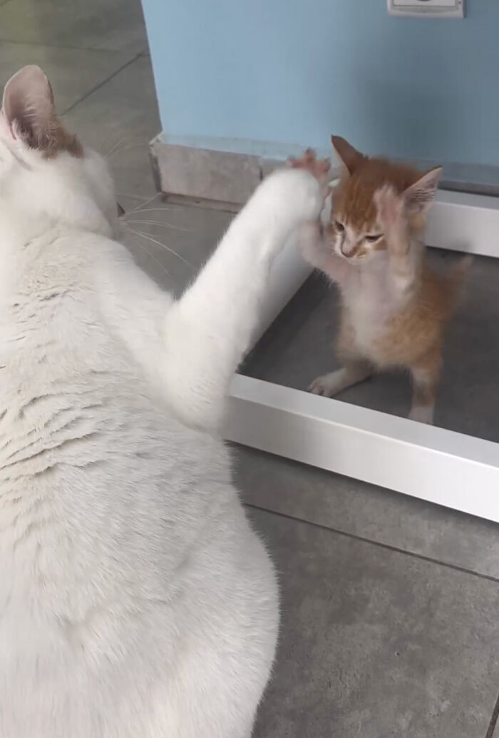 After Vet Rescued Rico As A Kitten, He&rsquo;s Been Paying It Back By Taking Care Of Patients