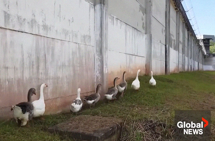 Brazilian Prison Uses Instinctively Protective “Geese Agents” To Ensure Inmates Don’t Escape Brazilian Prison Uses Instinctively Protective “Geese Agents” To Ensure Inmates Don’t Escape