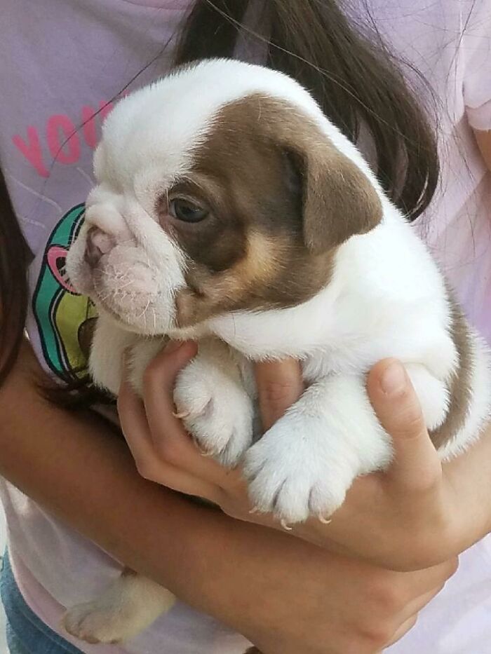 Did I Really Need A Second Bulldog? Why Yes, Why Do You Ask?