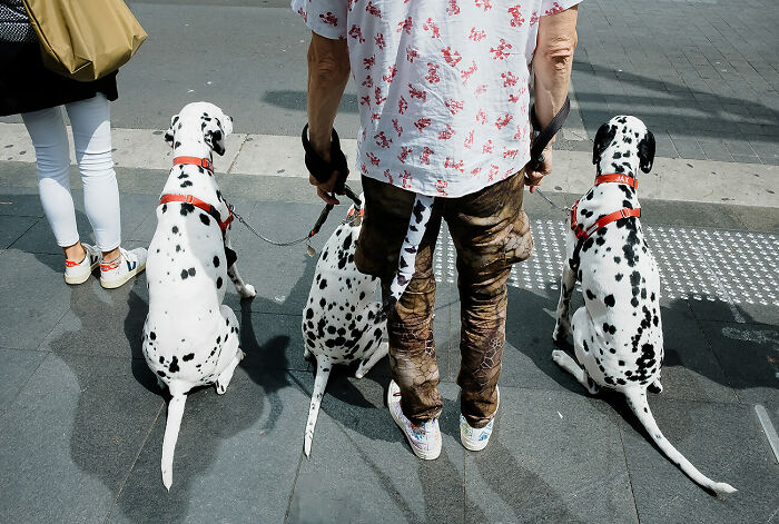 Person walking three Dalmatians on urban street, capturing urban magic in a city environment with unique spotted dogs.