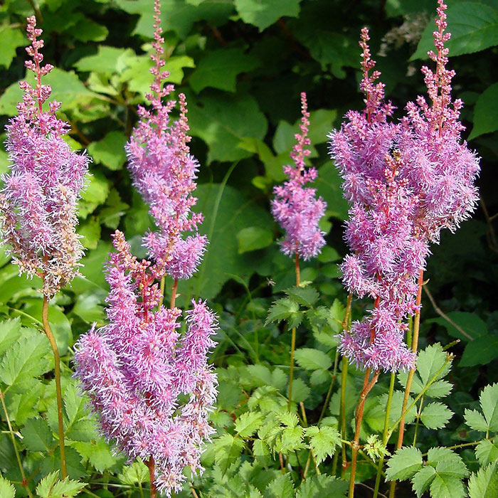 Purple astilbe flowers in the field Purple astilbe flowers in the field