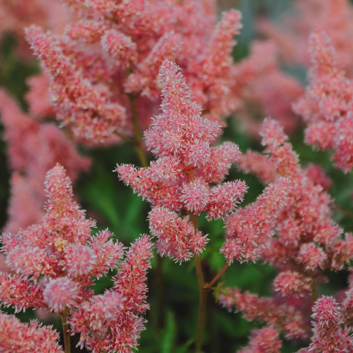 Pink Japanese astilbe flowers in the field Pink Japanese astilbe flowers in the field