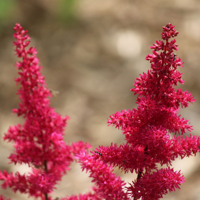 Red Astilbe arendsii flowers Red Astilbe arendsii flowers