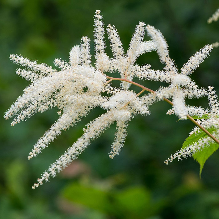 Astilbe thunbergii white flower Astilbe thunbergii white flower