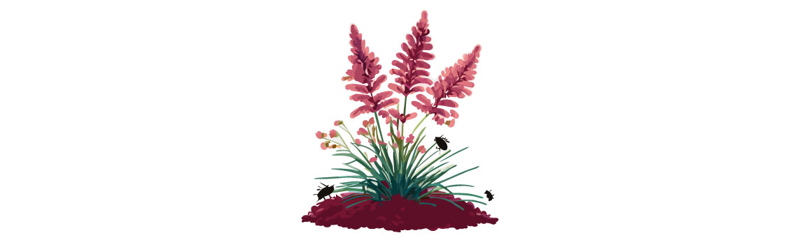 illustration of astilbe flowers with pests illustration of astilbe flowers with pests