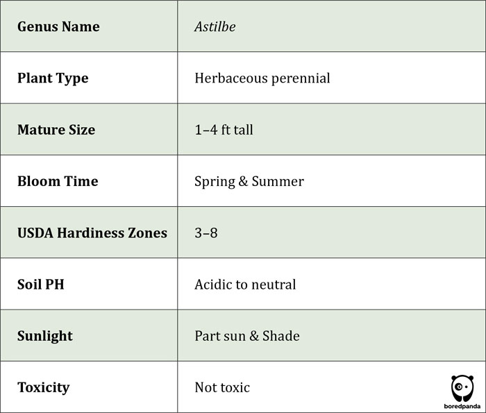 Fact table of Astilbe flower Fact table of Astilbe flower