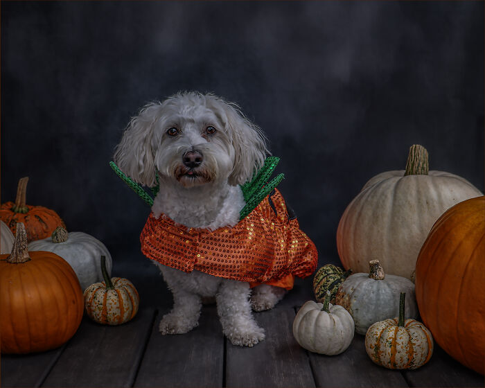 Halloween Pawtrait Shoot (4 Pics)