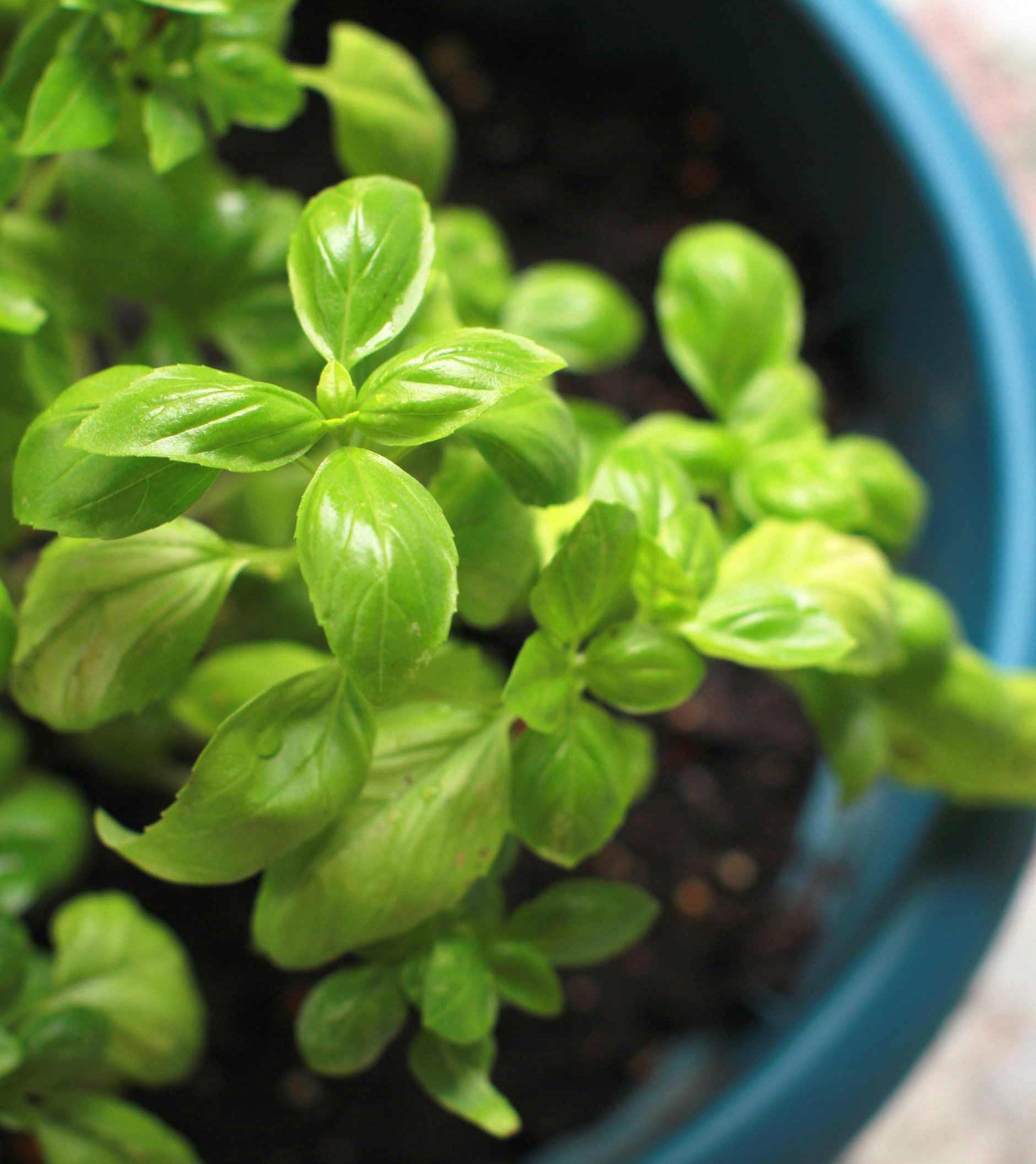 Young green basil (Ocimum basilicum) growing in a blue pot Young green basil (Ocimum basilicum) growing in a blue pot