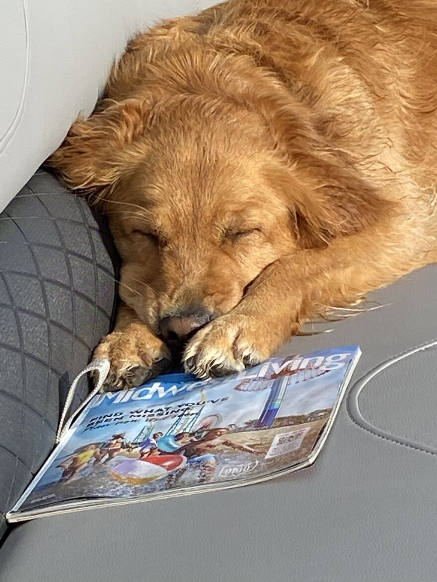Life Adventures With Sugar, My 10-Year-Old Golden Retriever, Along The Menominee River (15 Pics)