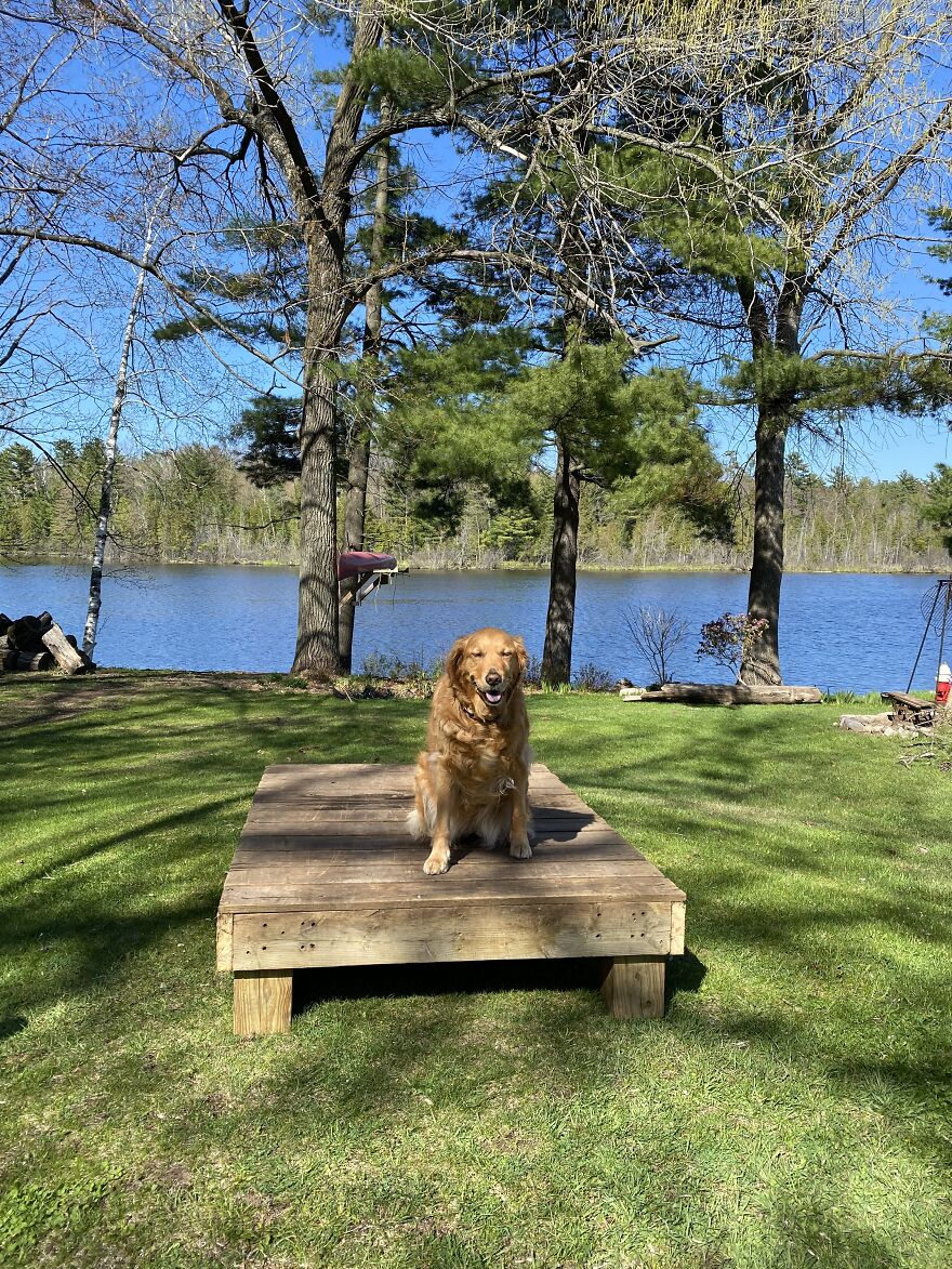 Life Adventures With Sugar, My 10-Year-Old Golden Retriever, Along The Menominee River (15 Pics)