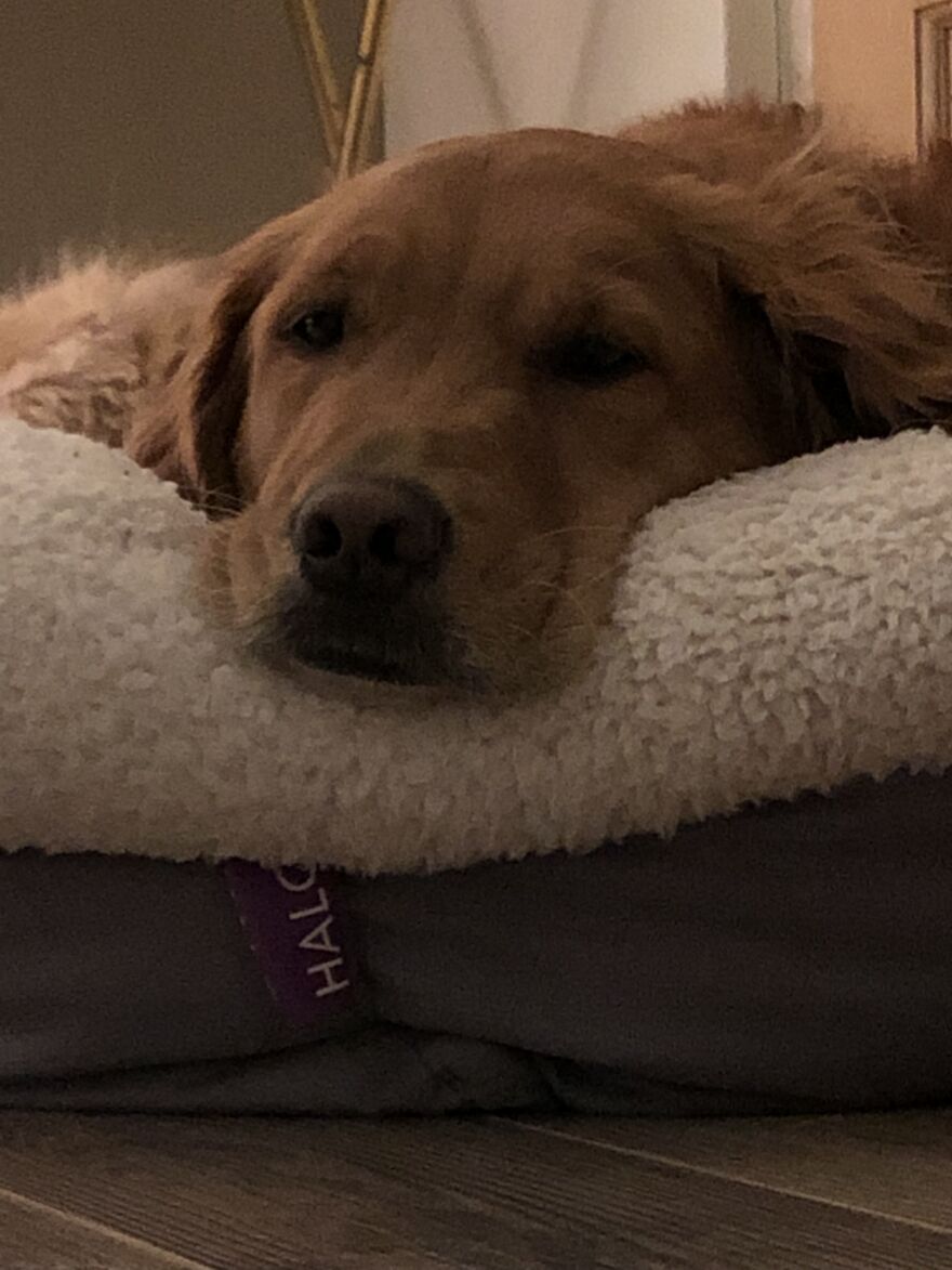 Life Adventures With Sugar, My 10-Year-Old Golden Retriever, Along The Menominee River (15 Pics)